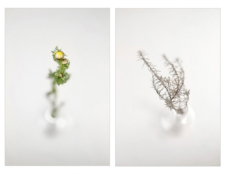 Konstans Zafeiri, greek fine art  photographer, awarded artist, Botanical, limited edition photography