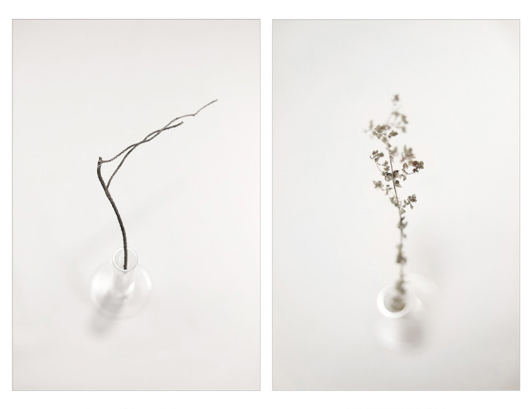 Konstans Zafeiri, greek fine art  photographer, awarded artist, Botanical, limited edition photography