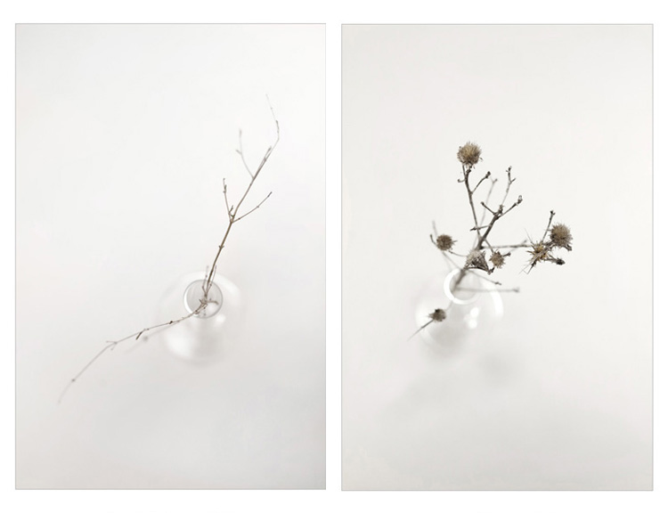 Konstans Zafeiri, greek fine art  photographer, awarded artist, Botanical, limited edition photography