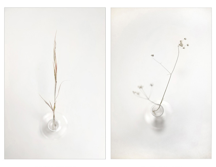 Konstans Zafeiri, greek fine art  photographer, awarded artist, Botanical, limited edition photography