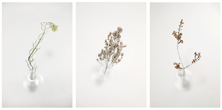 Konstans Zafeiri, greek fine art  photographer, awarded artist, Botanical, limited edition photography