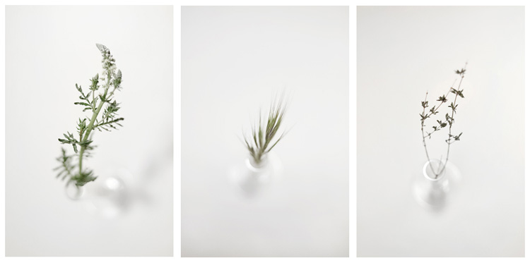 Konstans Zafeiri, greek fine art  photographer, awarded artist, Botanical, limited edition photography