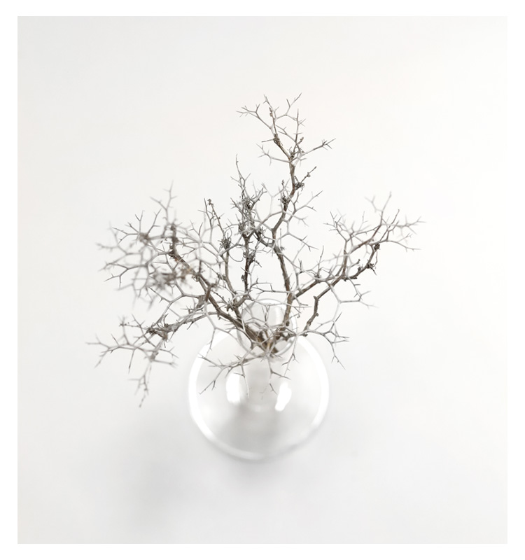 Konstans Zafeiri, greek fine art  photographer, awarded artist, Botanical, limited edition photography